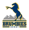 Brumbies logo